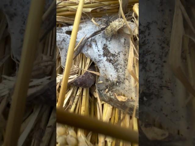 Stripping a straw roof! #thatching #shorts