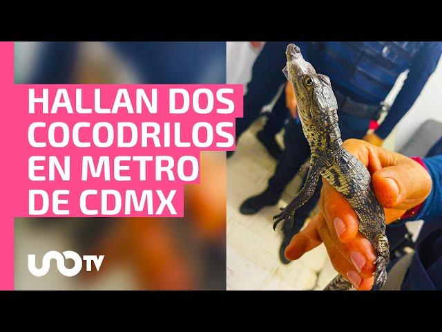 Increíble: captan cocodrilitos caminando en Metro de la CDMX