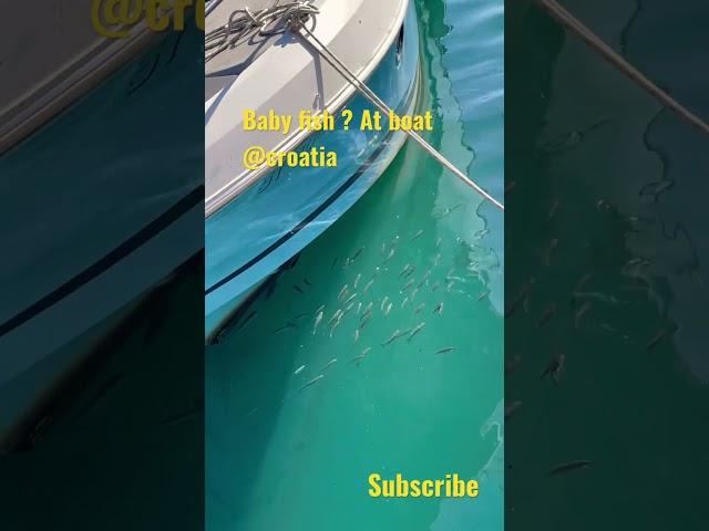 #baby#fish#boat#area#croatia#europe#spilt#shorts#youtube#trending#Yedukondalu Gangisetty#travel