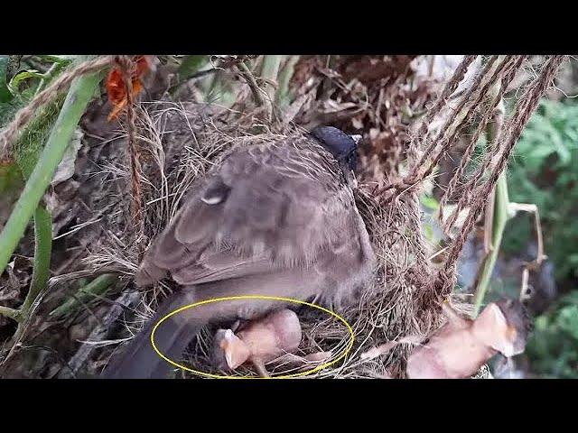 Epi 13 | Unbearable Dad's Reaction When Mom Pushed all babies Out Of the Nest in his absence