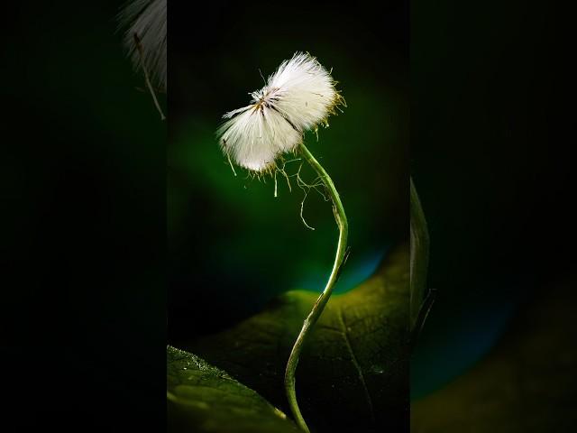 Macro Flexible Lighting Setup – “One Last Breath”