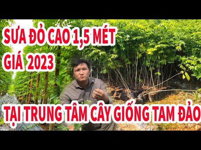 Vĩnh Phúc bán cây giống Sưa Đỏ cao 1,5 mét giá rẻ 2023 | Vườn ươm Tam Đảo 0946 301 497