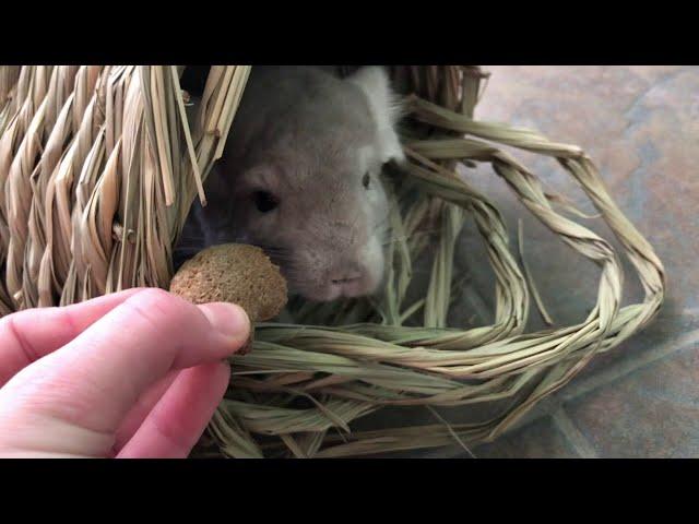 The Best Safe Chinchilla Treats!