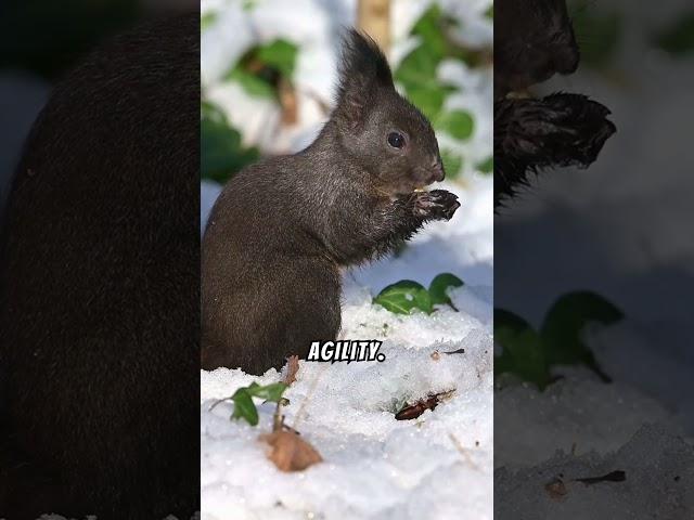 the adventurous world of squirrel curiosity