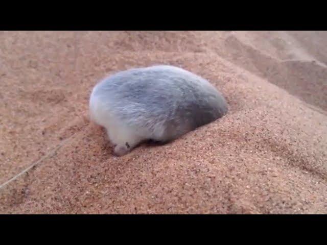 Golden Mole Tribute