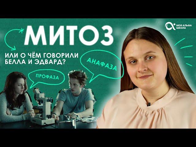 МИТОЗ — что это? Разбираем фазы митоза  | БИОЛОГИЯ