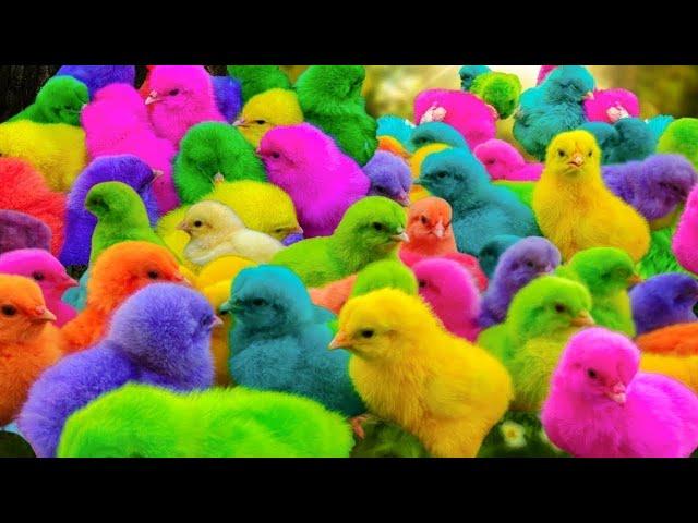 World Cute Chickens, Colorful Chickens, Rainbows Chickens, Cute Ducks, Cat, Rabbits,Cute Animals