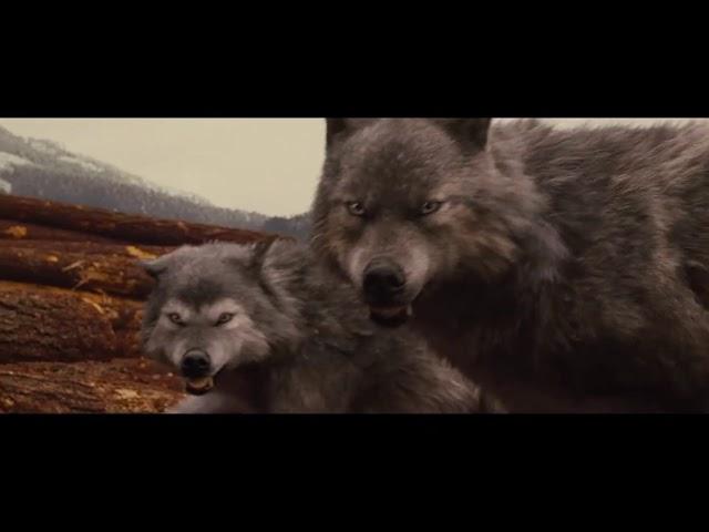 Jacob With His Wolf Pack { Breaking Dawn Part 1 }