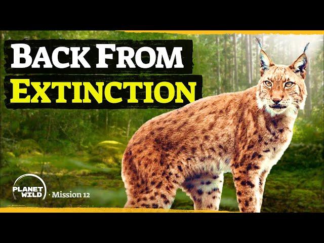 Europe’s biggest feline predator has returned