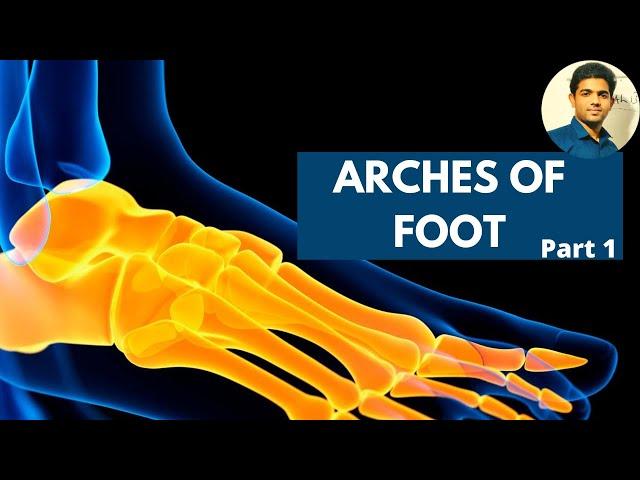 ARCHES OF FOOT | ANKLE & FOOT COMPLEX { Part 1}-Ankle Series 11