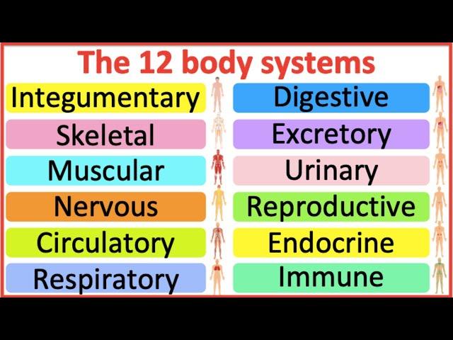 12 Organ Systems | Roles & functions | Easy science lesson