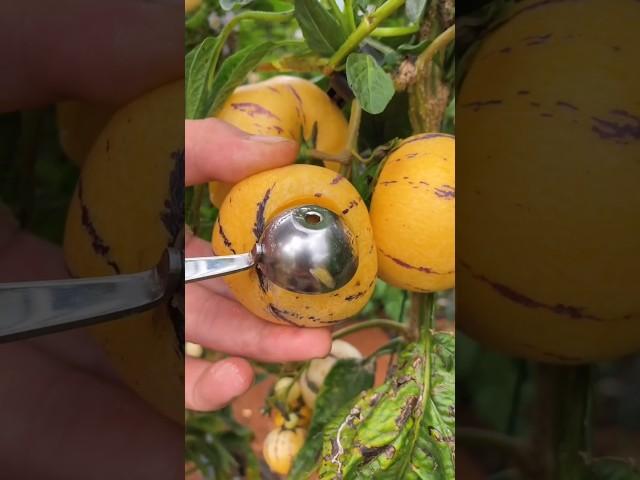 Chinese Pepino Cutting Skill Tranding And Tasty Fruits ️#shorts #fruit #nature