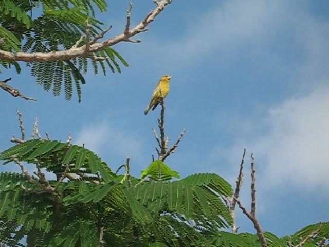 European Greenfinch Song