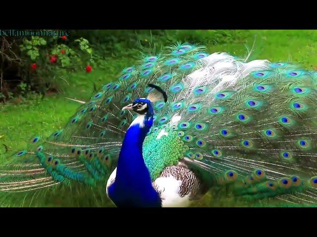 Watch Real Beauty of Peacock Video / Colorful Peacock // Top Pets Tv