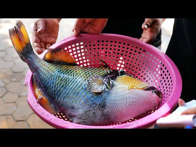 Vietnamese Street Food - GIANT TRIGGERFISH SASHIMI Barbecue Seafood Vietnam