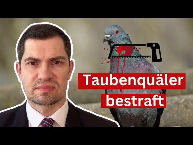 Mann reißt Taube den Kopf ab: DAS ist das Urteil