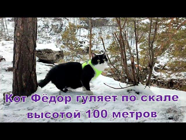 Кот Фёдор гуляет по краю скалы высотой 100 метров