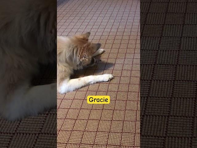 Our beloved Gracie