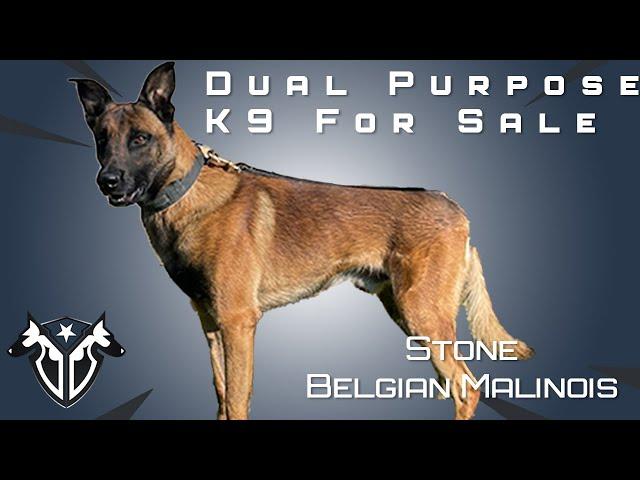 Pre-Trained Dual Purpose K9 For Sale at Complete Canine Training