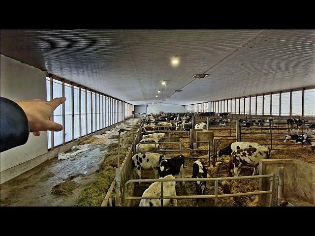 Full Heifer Barn Tour On A 91 Cow Tie Stall Dairy Farm.