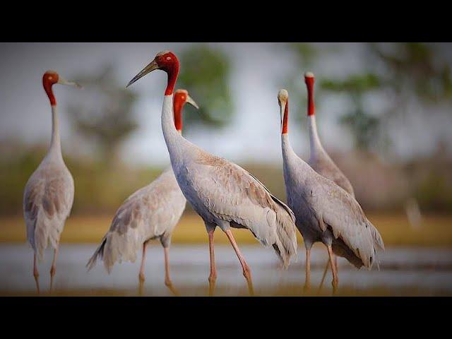 Sarus crane | Asia wildlife