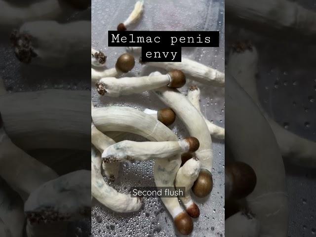 Various melmac penis envy phenotypes