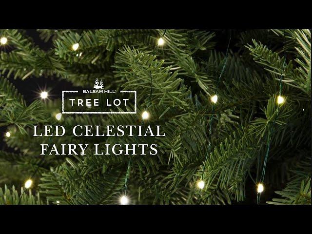 LED Celestial Fairy Lights | Tree Lot