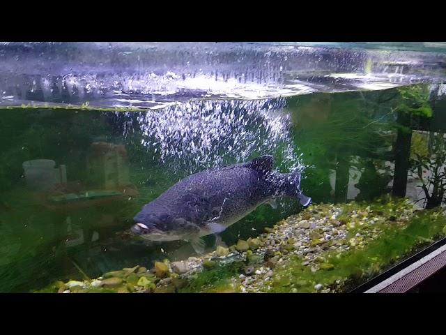 feeding the Murray Cod