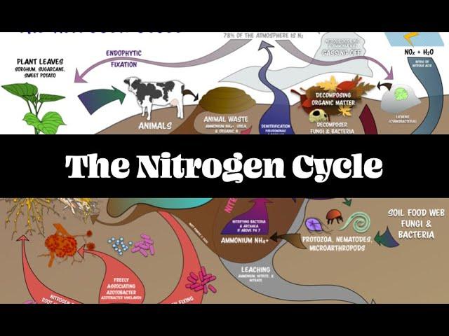 The Nitrogen Cycle pt 1 | Regenerative Soil with Matt Powers