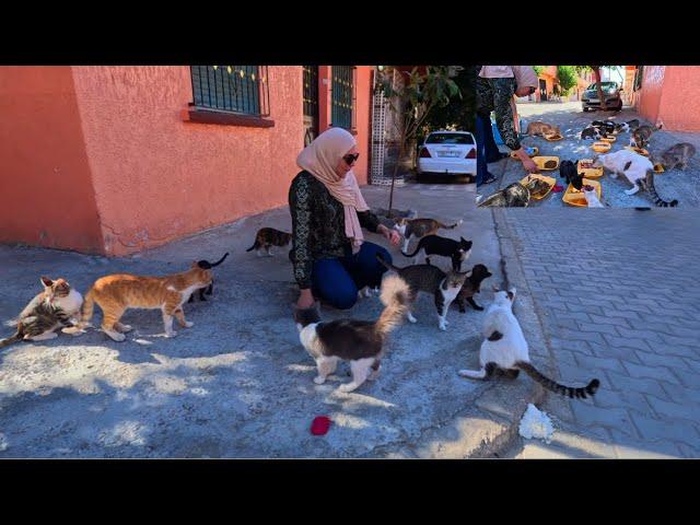 Want a cat siege, stop by this orange house.