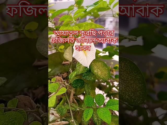 #waz #বাংলা_ওয়াজ #আবু_ত্বহা_মুহাম্মদ_আদনান #মিজানুর_রহমান_আজহারী_নতুন_ওয়াজ #হাদিস  #ওয়াজ #ইসলামিক