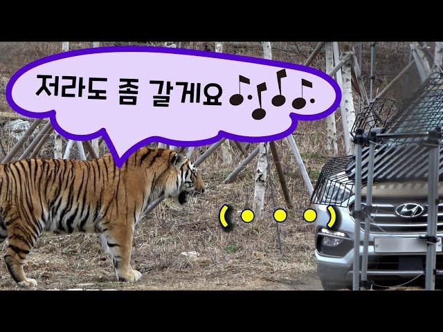 [4K] 태범이는 퇴근하고 싶다궁! 먼저 좀 실례할게요  (태범 무궁 백두대간 호랑이  korea tiger) #태범, #무궁, #한국호랑이