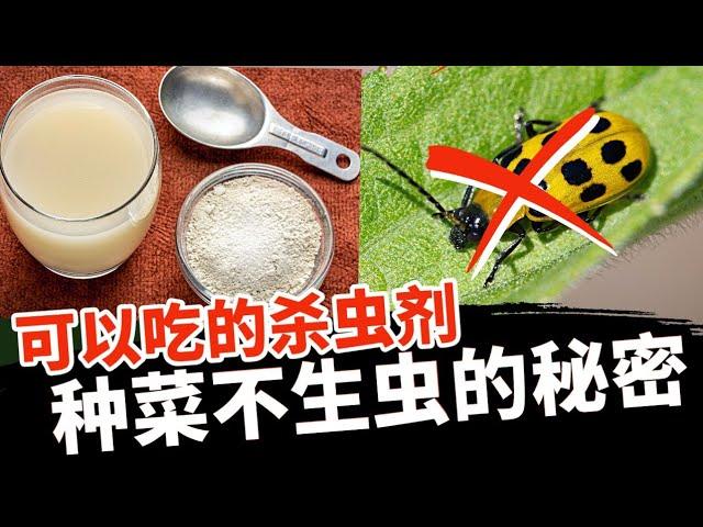 种菜防虫除虫系列3：天然无毒杀虫剂硅藻土 | 教你如何使用最安全有效的杀虫剂，家庭种菜不生虫