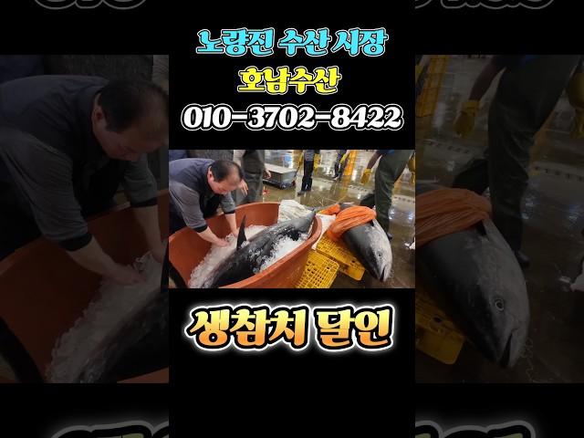 노량진 수산시장 참치 달인! 6.12 생참치 들어왔다! 가 격 일냈다! #노량진 #참치 #오징어회 #어시장 #seafood #속초