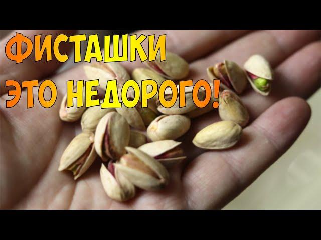 Фисташки - это недорого! Где купить дешевые орехи?