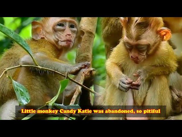 The poorest monkey, Candy Katie, was abandoned by her owner and is always afraid of everything