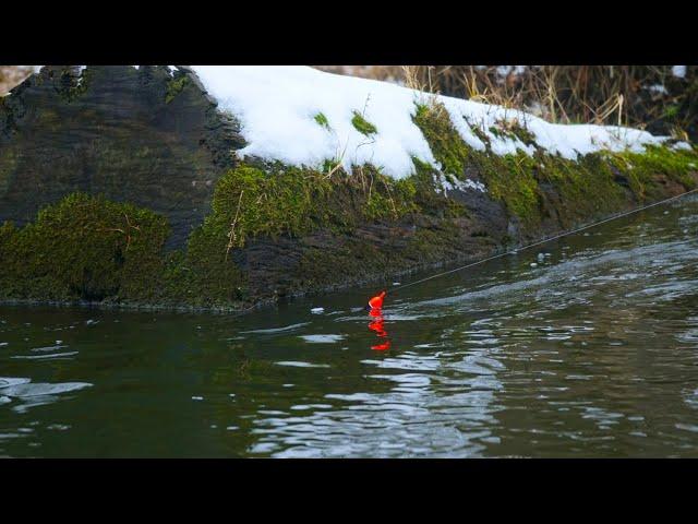 WINTER STEELHEAD BOBBER DOWNS ON A TINY RIVER - The Best Bite We’ve EVER Seen!