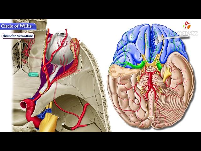 Circle of Willis Animation :  Neuroanatomy USMLE Step 1