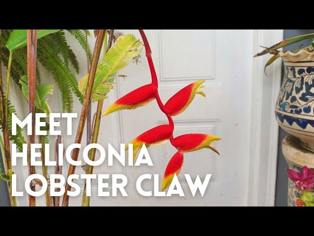 How to Grow Heliconia Rostrata in a Pot | Heliconia Lobster Claw