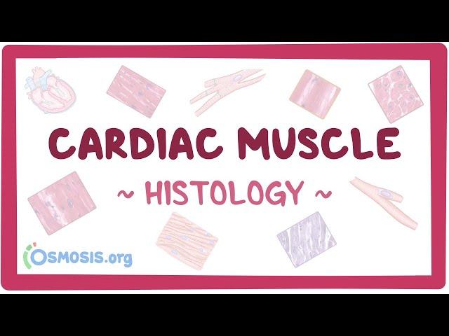 Cardiac muscle: Histology