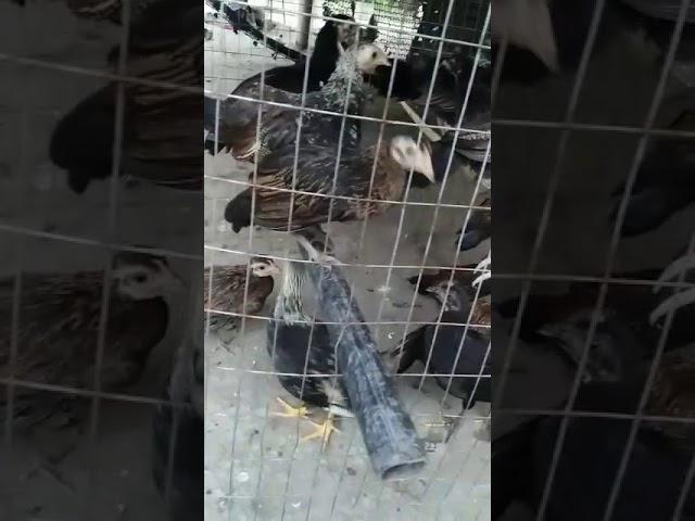POLLITOS DE 2 MESES LISTOS PARA PASAR AL MACHERO