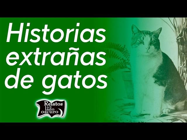 Historias extrañas de gatos | Relatos del lado oscuro