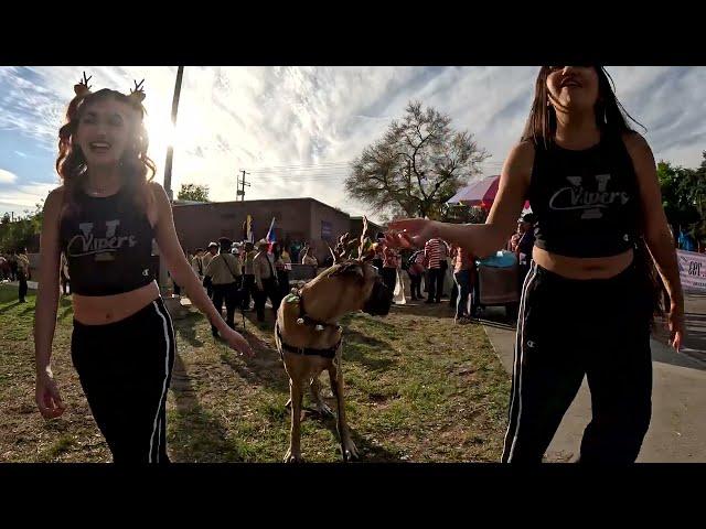 Cash 2.0 Great Dane-deer at the Granada Hills Holiday Parade 2024 (3 of 4)