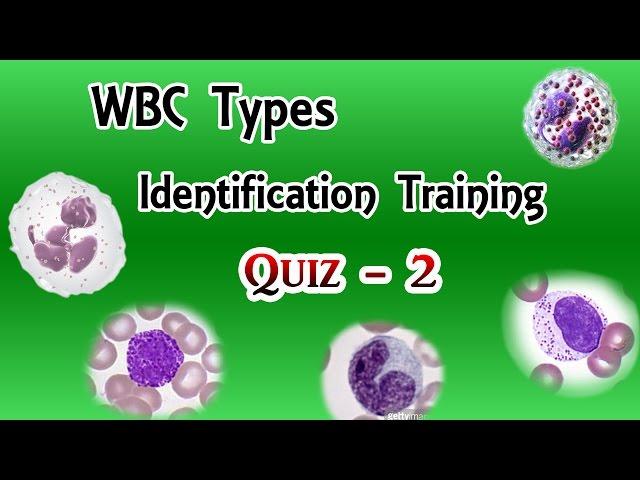 WBC Identification Training Quiz ( Part 2/3 )