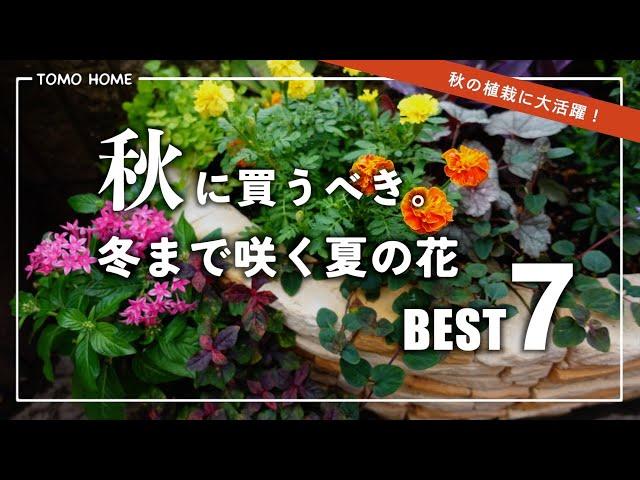 【オススメ7選！】秋にピッタリ！冬まで咲く夏の花を紹介【秋の花】