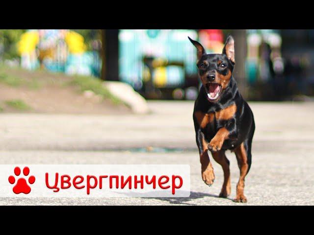 Цвергпинчер | Все о породе