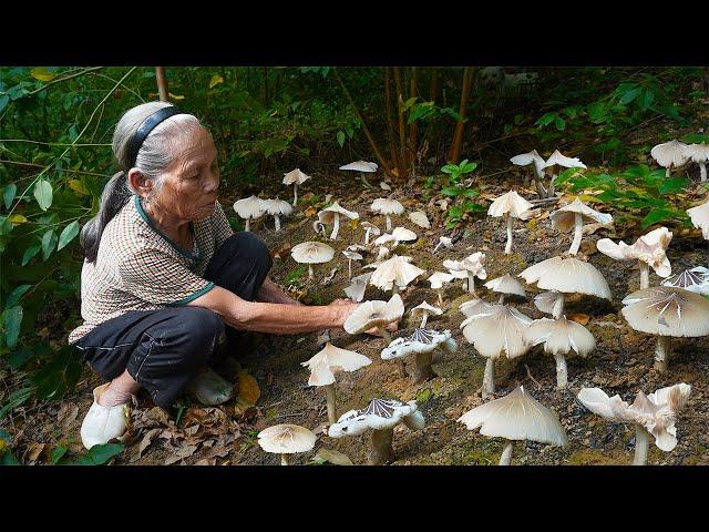 野外難尋的雞樅菌，聽說100多塊一斤，阿婆山上撿了一大籃Grandma picks up expensive wild mushrooms to make traditional food｜玉林阿婆