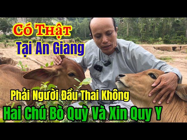 Chuyện Lạ Có Thật  Bò Đi Chùa và Quỳ xuống cầu xin Được Cứu - Phải Chăng là Người Đầu Thai | Châu