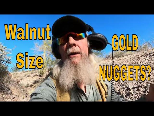Walnut Sized Gold Nuggets Metal Detecting