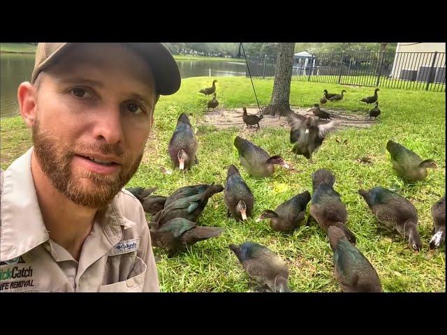 How To Catch A Lot of Ducks! Muscovy Duck Recipe - Interesting Results!!